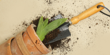 plant, small hand shovel, dirt flying