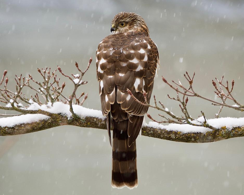 Hawk on Snowy Day Brown and white hawk perched on a snowy branch.