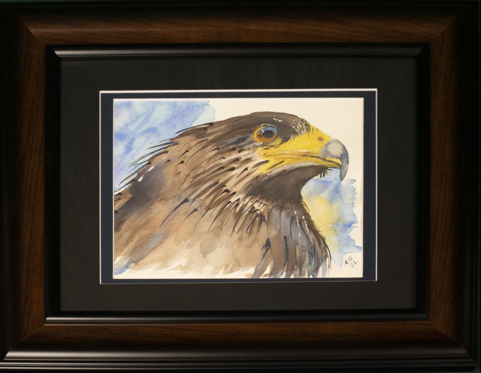 mascokaye_hawkeye-cw.jpg Portrait of a perched hawk with blue sky in the background.